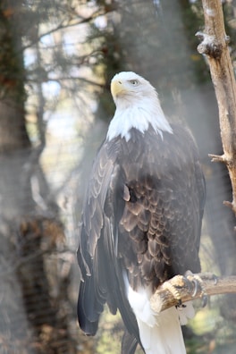 A bald eagle perched majestically on a tall pine tree branch at sunrise