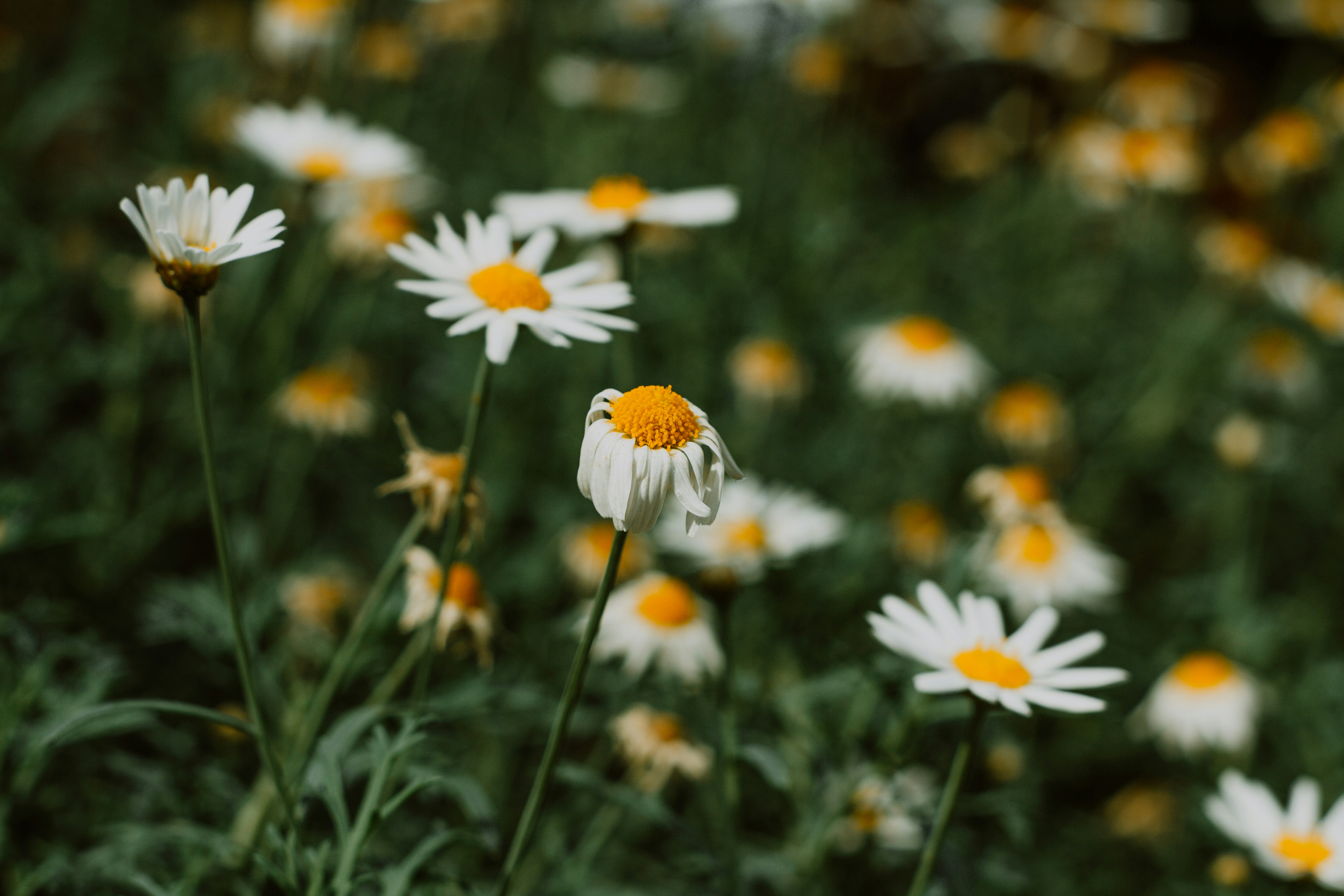 Photo by janwalterluigi