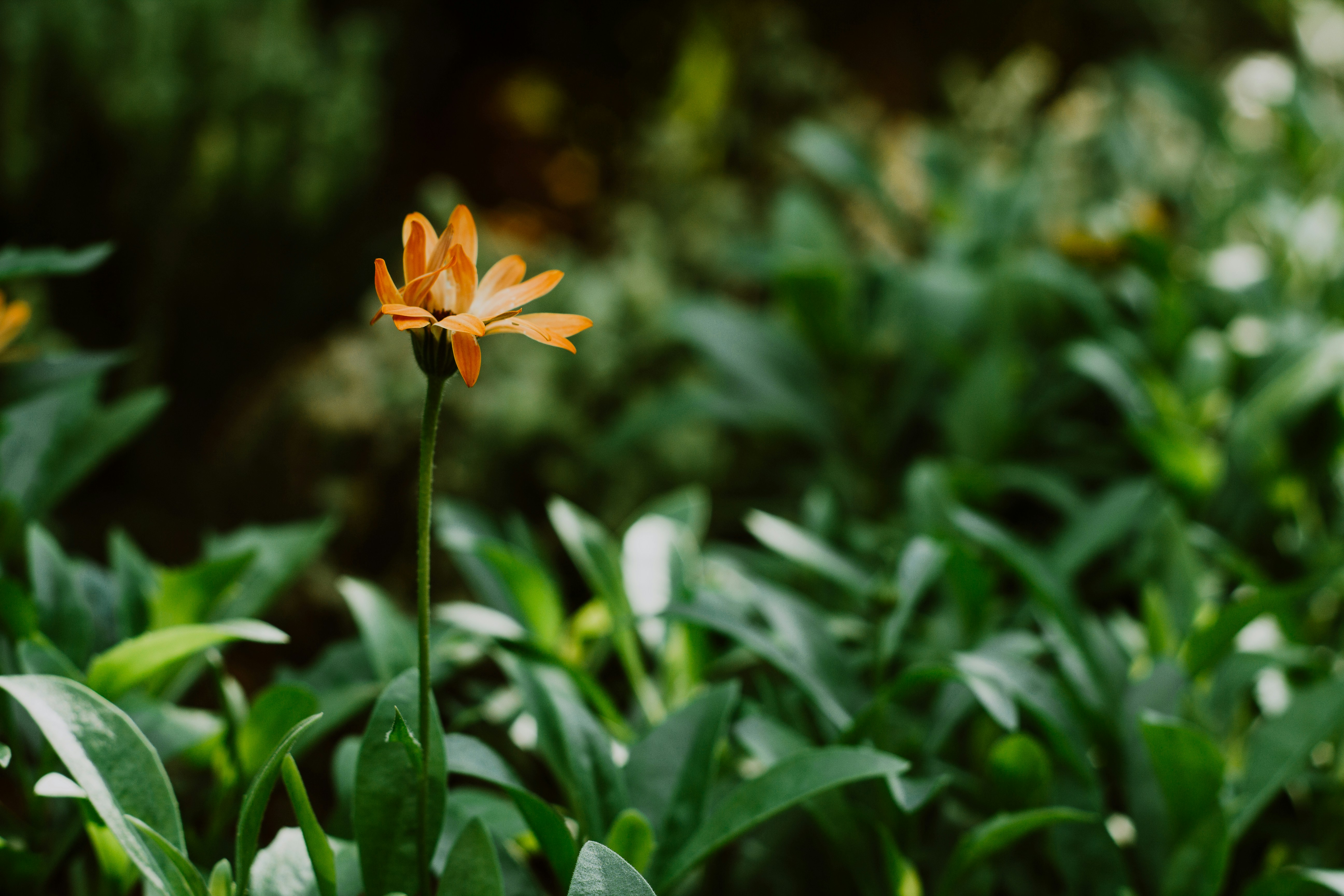 Photo by janwalterluigi