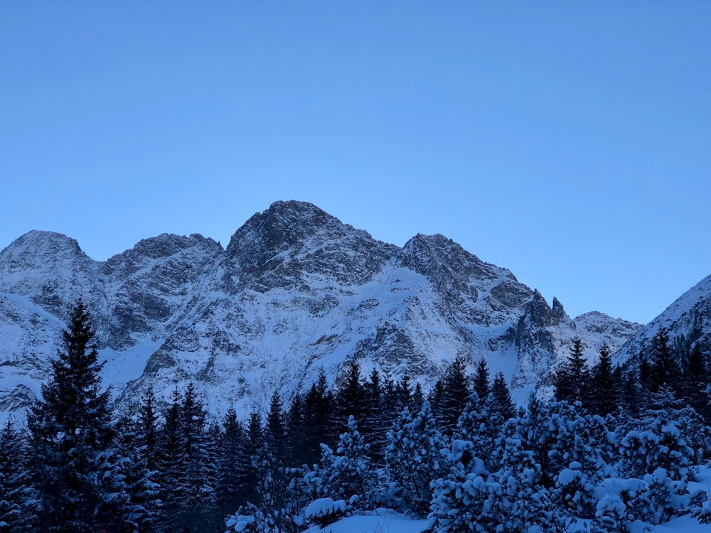 a snow covered mountain with evergreen trees in the foreground