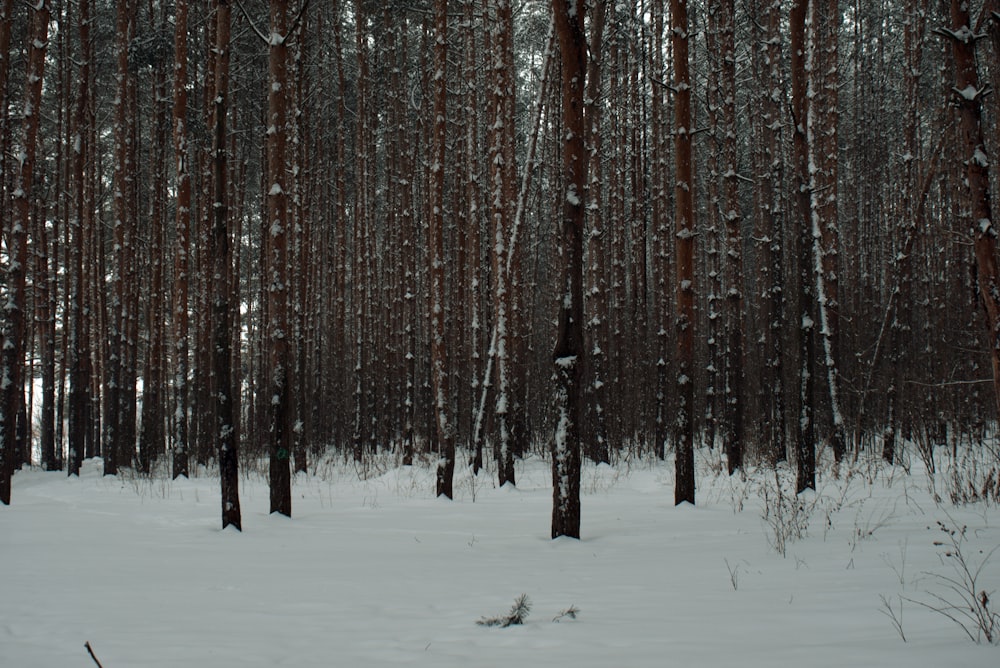 Una foresta piena di molti alberi coperti di neve