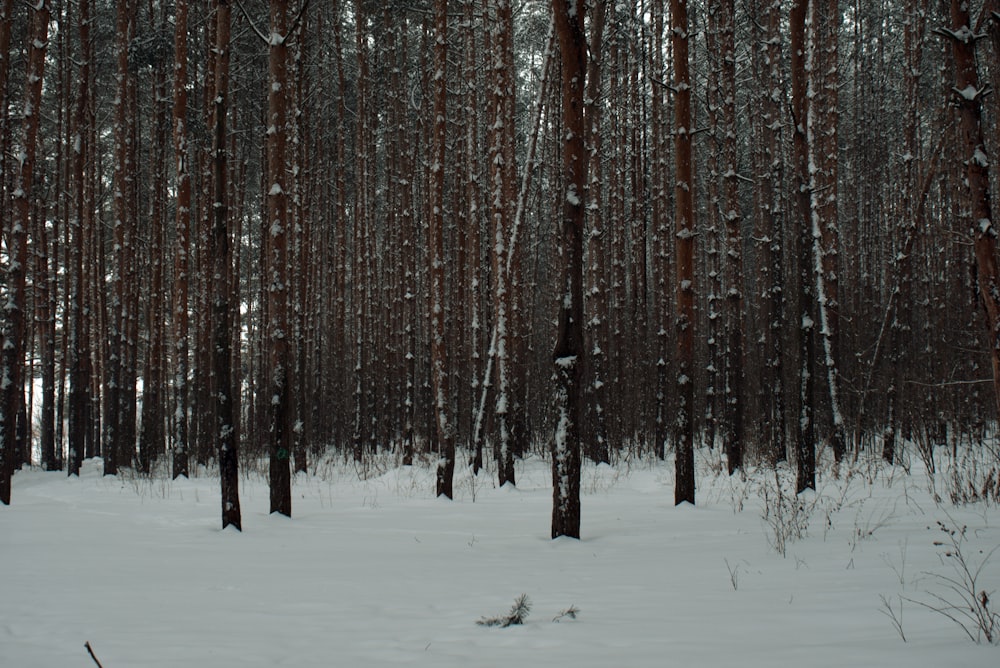 a forest filled with lots of trees covered in snow