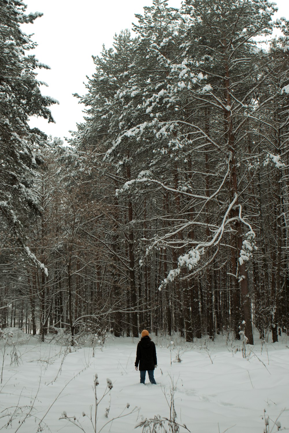 a person standing in the middle of a snowy forest