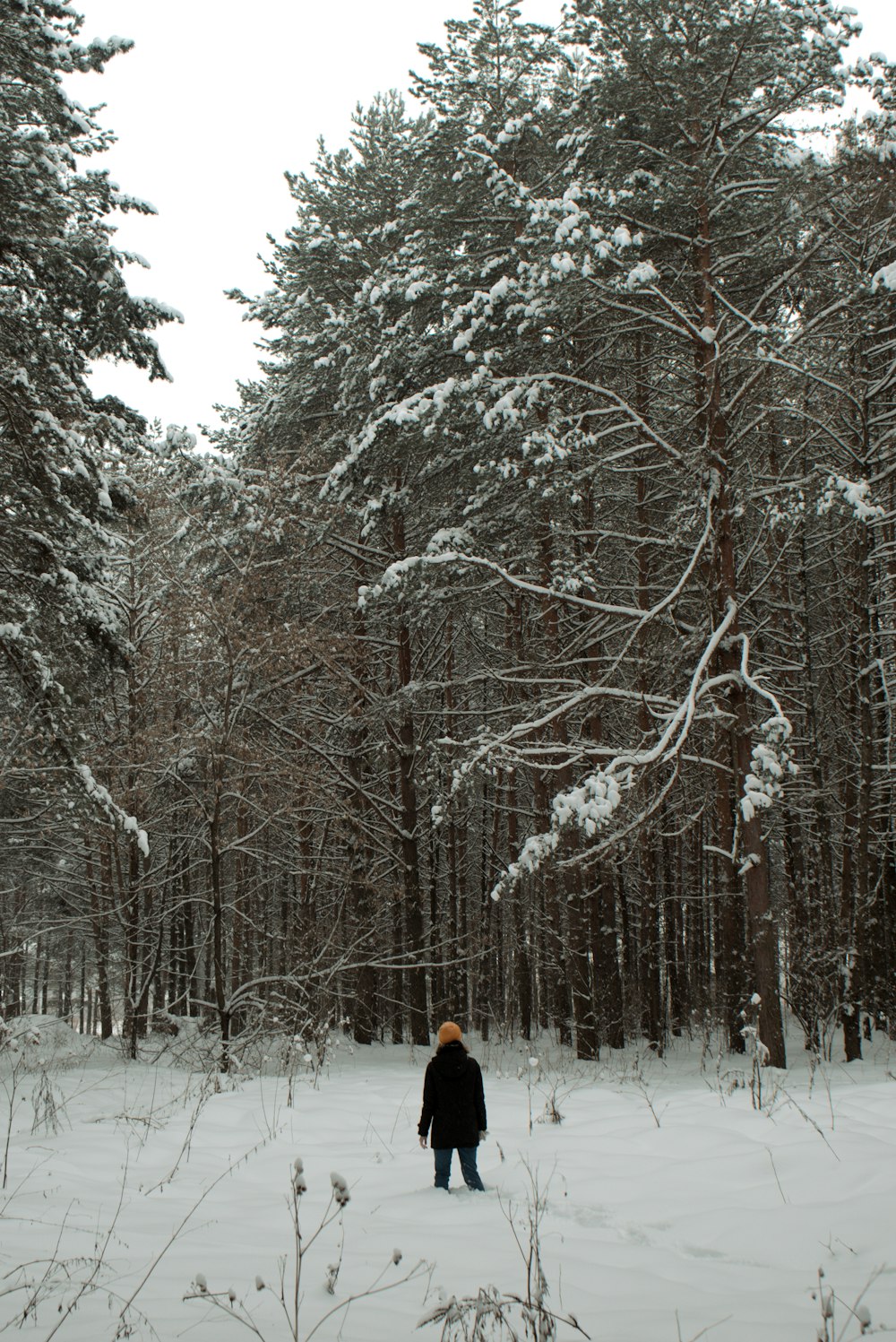 Una persona parada en medio de un bosque nevado
