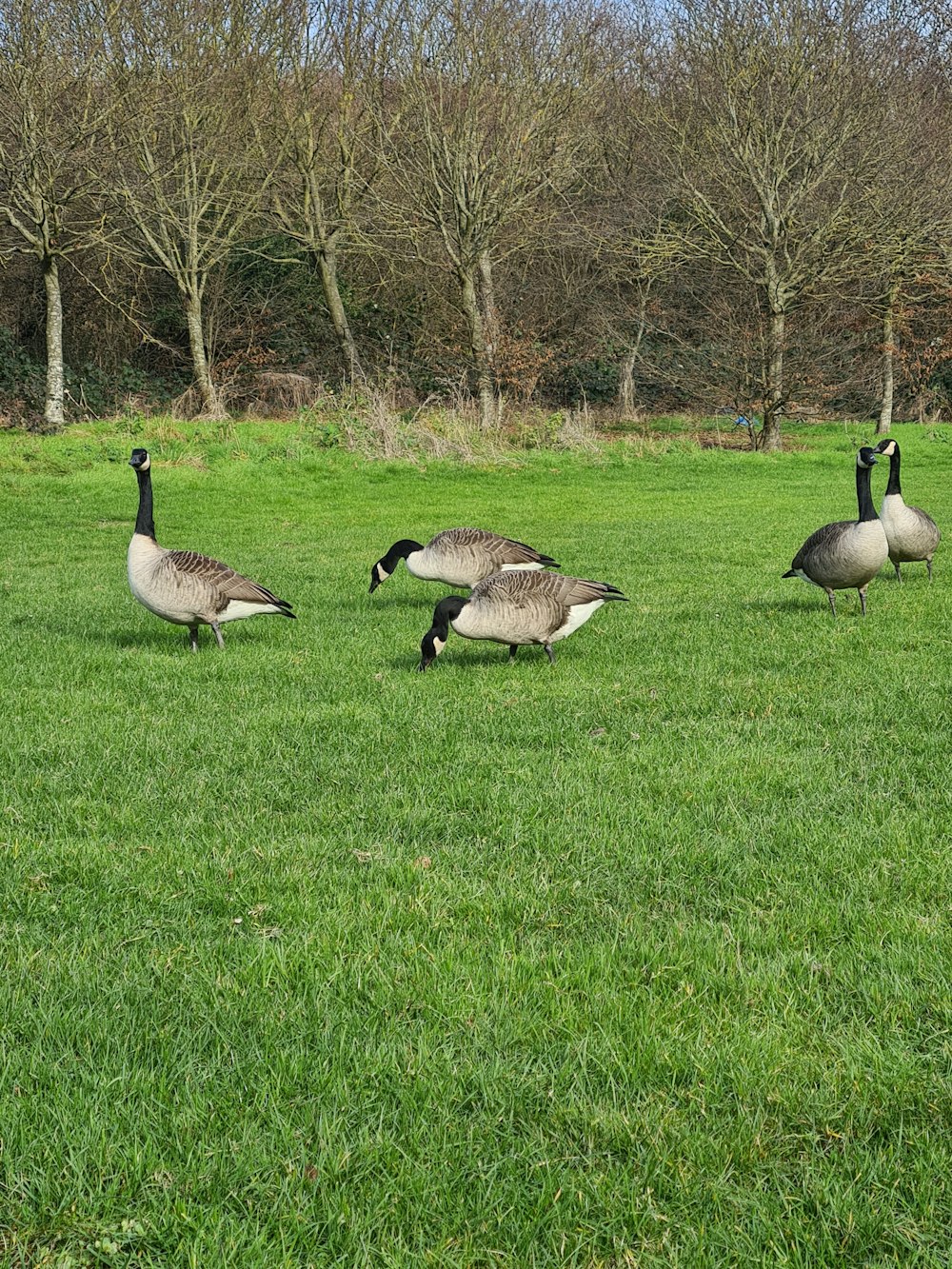 a group of geese walking across a lush green field