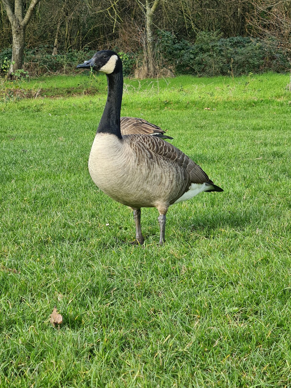 a goose is standing in a grassy field