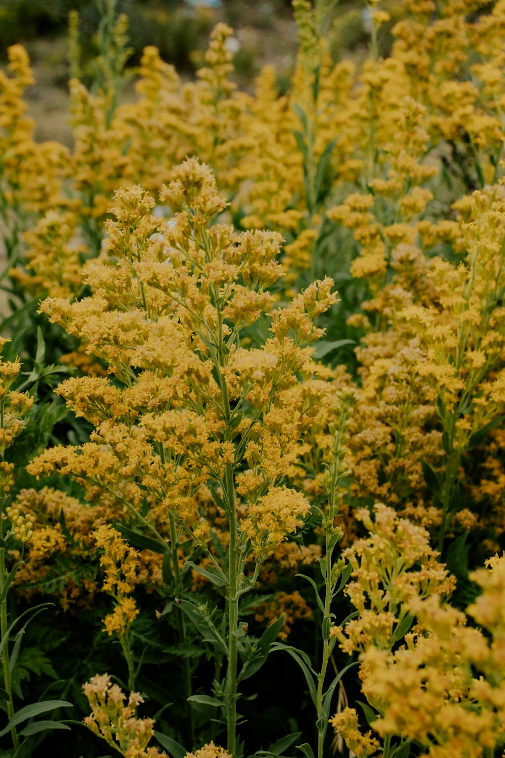 a bunch of yellow flowers in a field