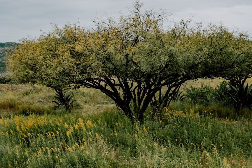 a tree in the middle of a grassy field