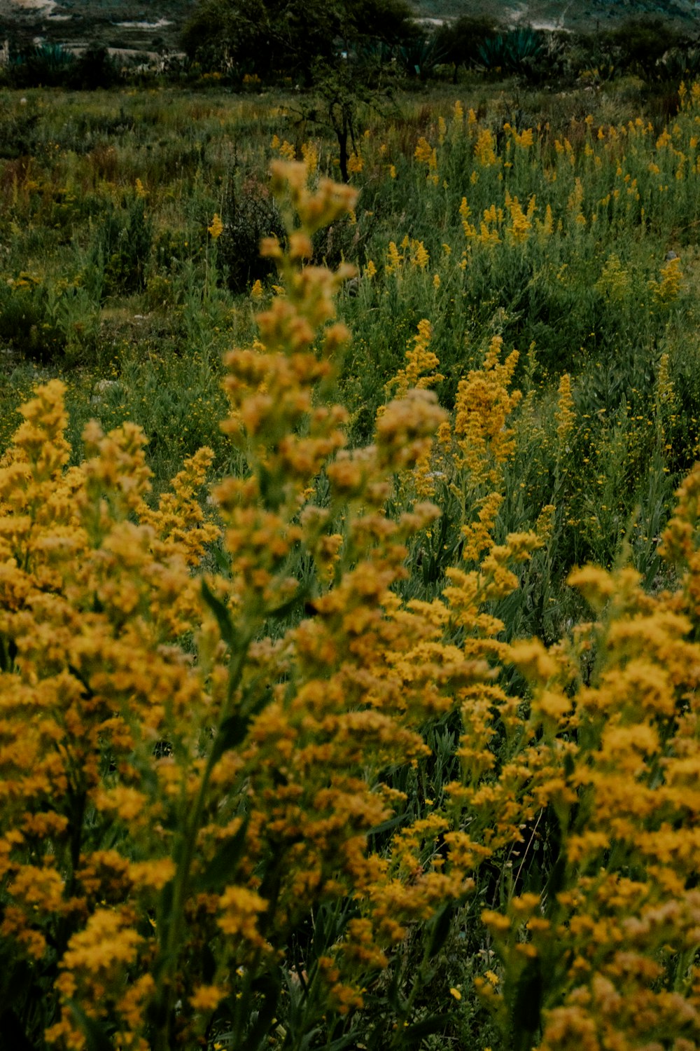 a field full of yellow flowers with mountains in the background