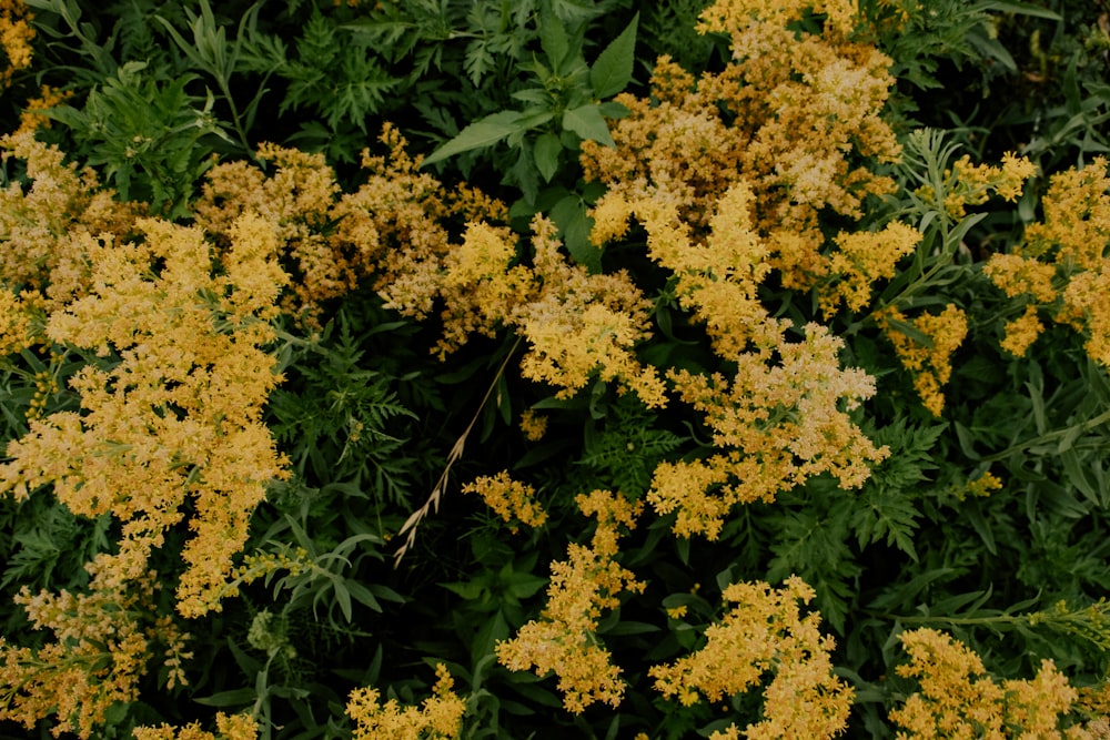 a bunch of yellow flowers that are in the grass