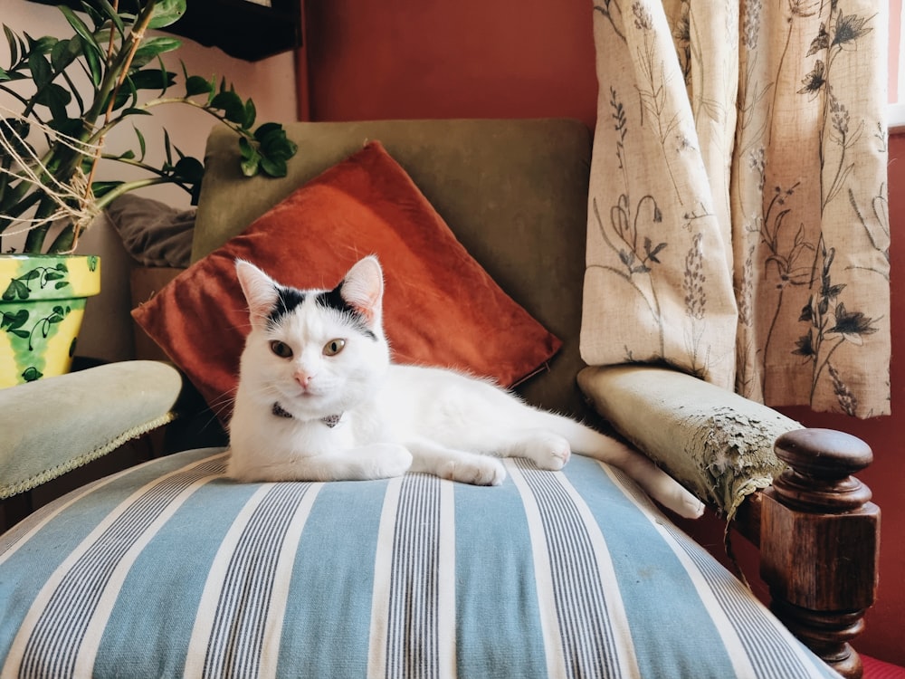 Eine weiß-schwarze Katze liegt auf einer Couch