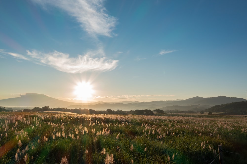 the sun is setting over a field of wildflowers