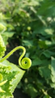 a close up of a green plant with a spiral design