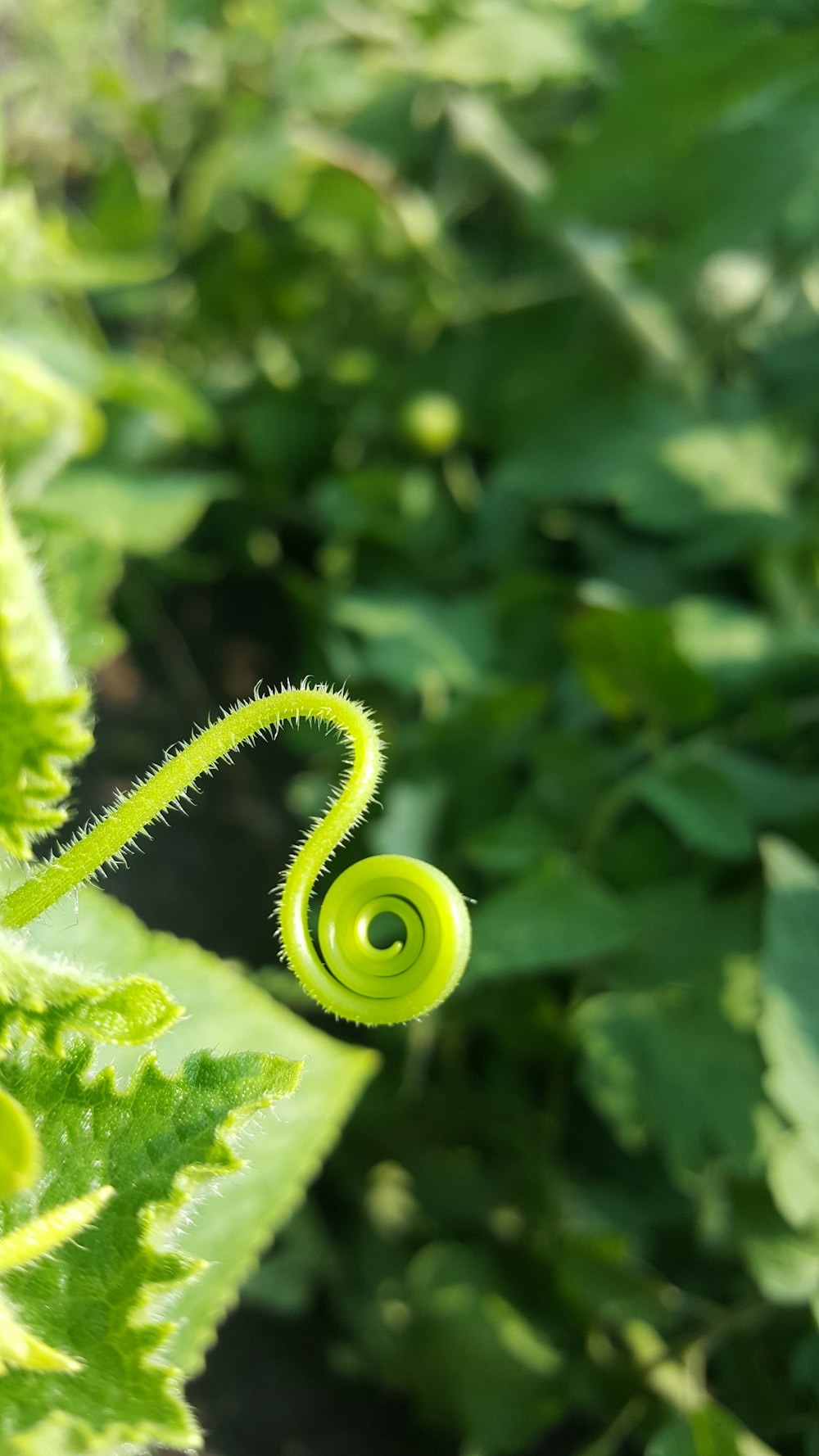 a close up of a green plant with a spiral design