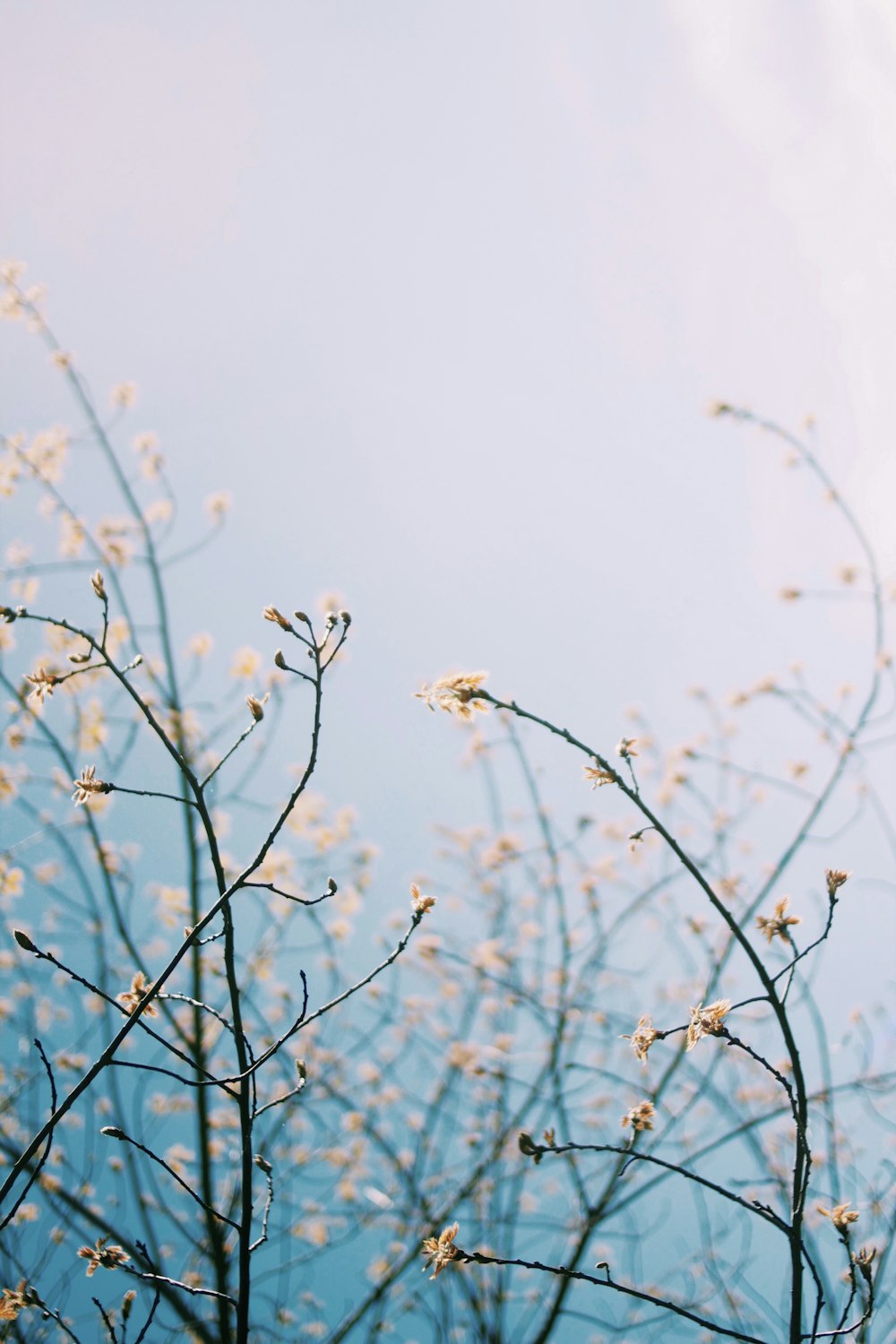 a branch with white flowers against a blue sky