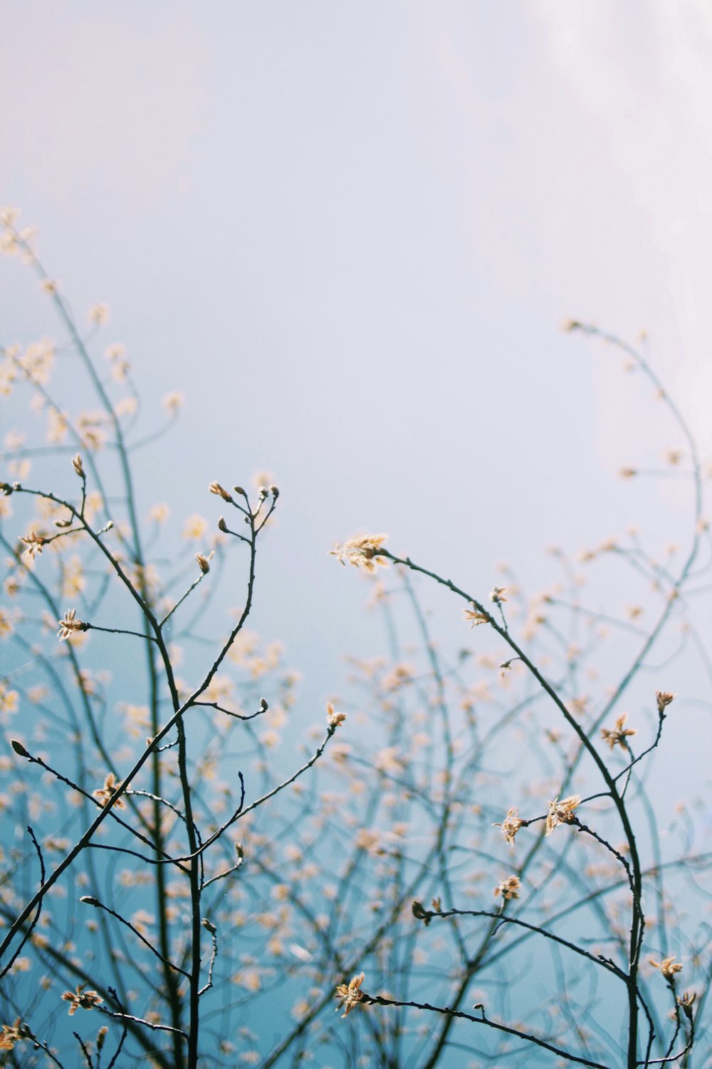 青空に白い花が咲く枝