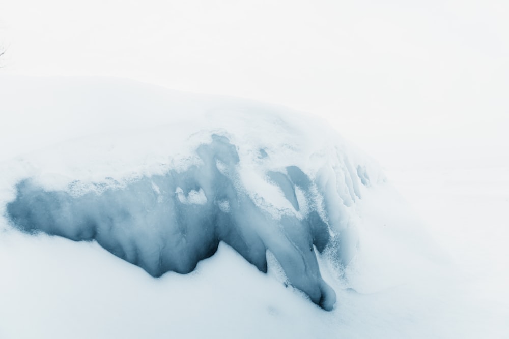 an animal that is standing in the snow