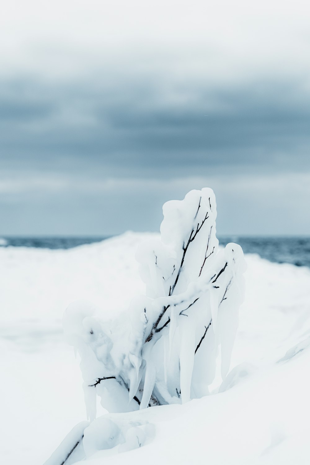 a piece of driftwood is covered in snow