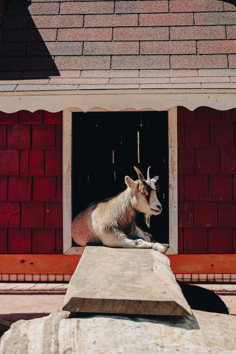 a goat that is sitting in a window