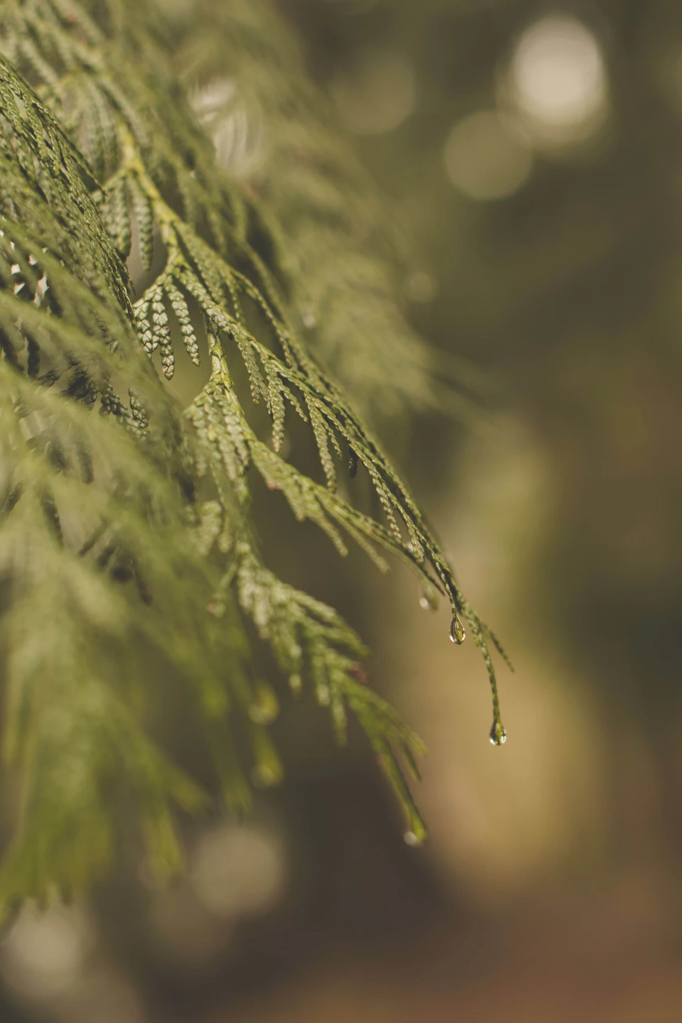 Close-up view of a branch with water droplets clinging to its predominantly green surface
