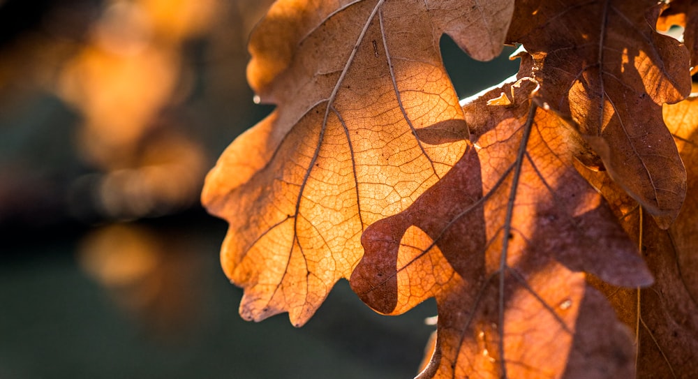 a close up of a leaf on a tree