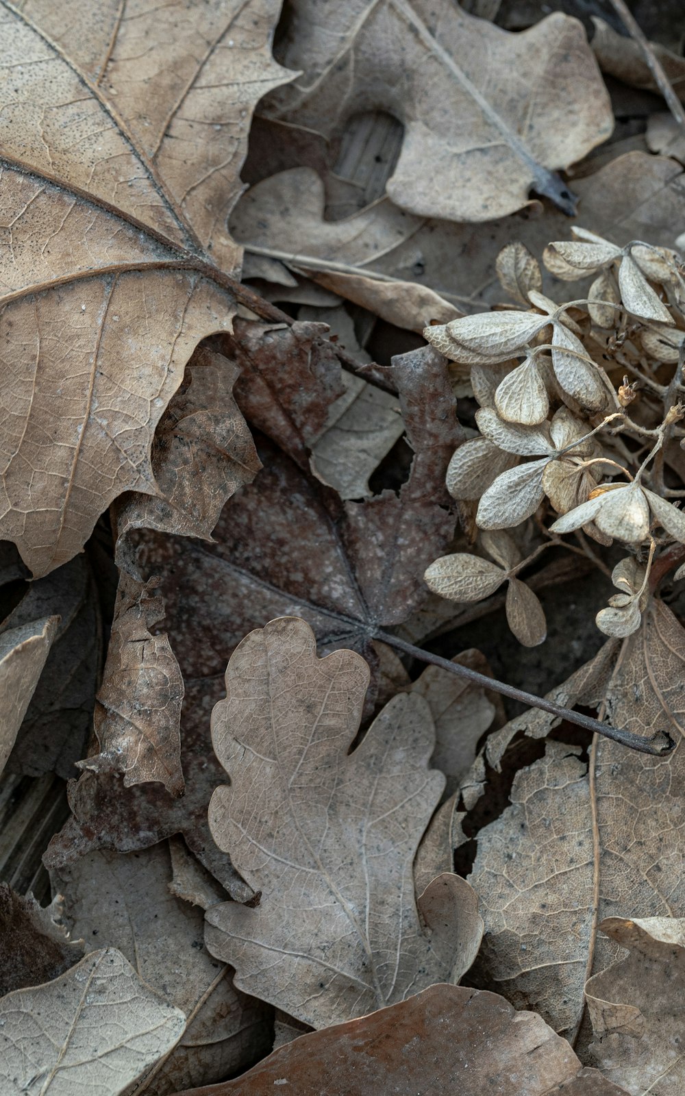 a bunch of leaves laying on the ground