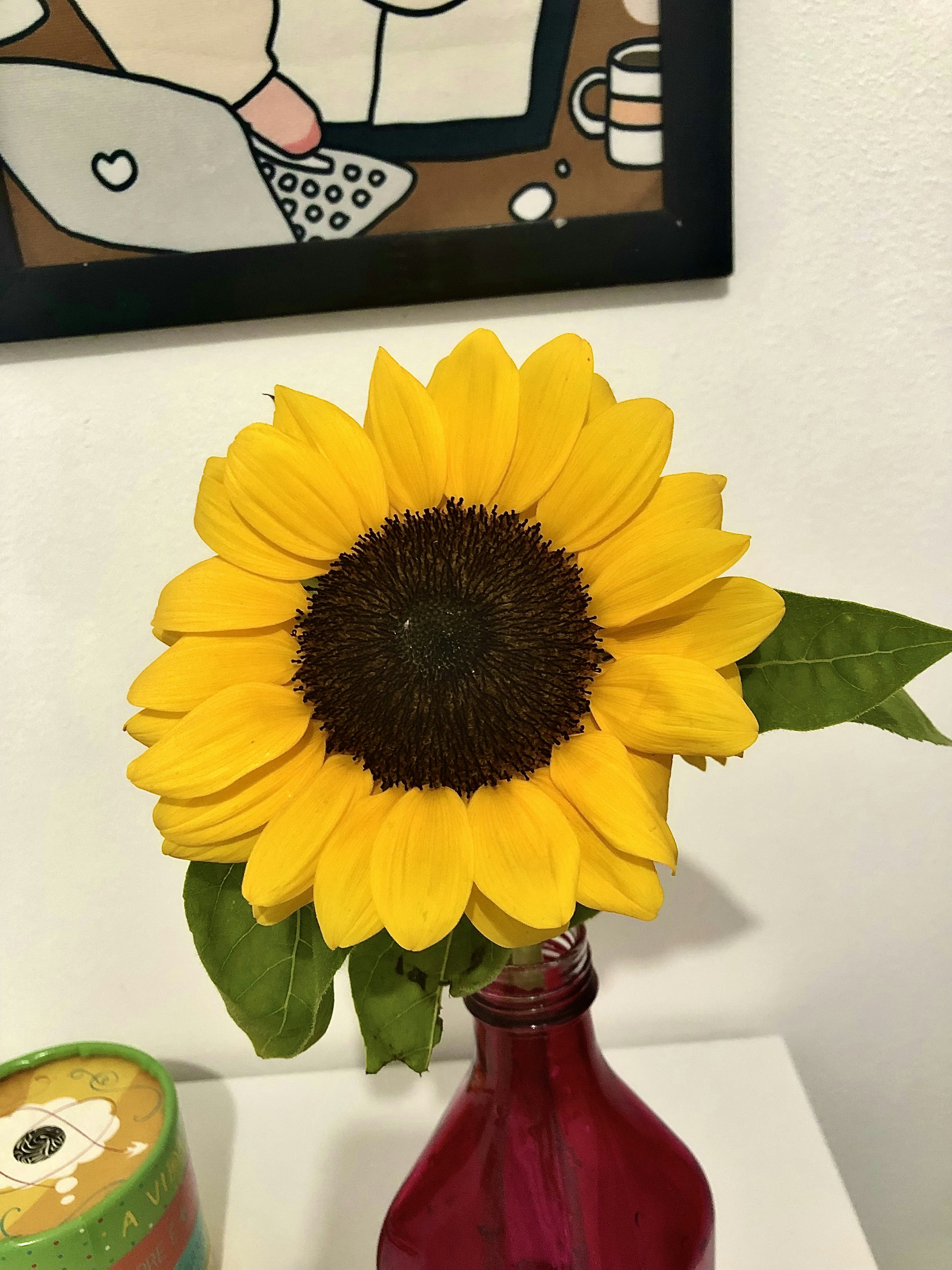 Sunflower oil in clear bottle with sunflowers, bright natural light
