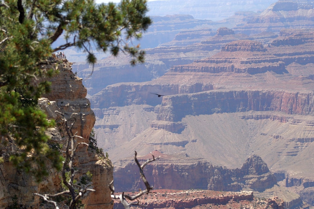 a bird flying over the edge of a cliff