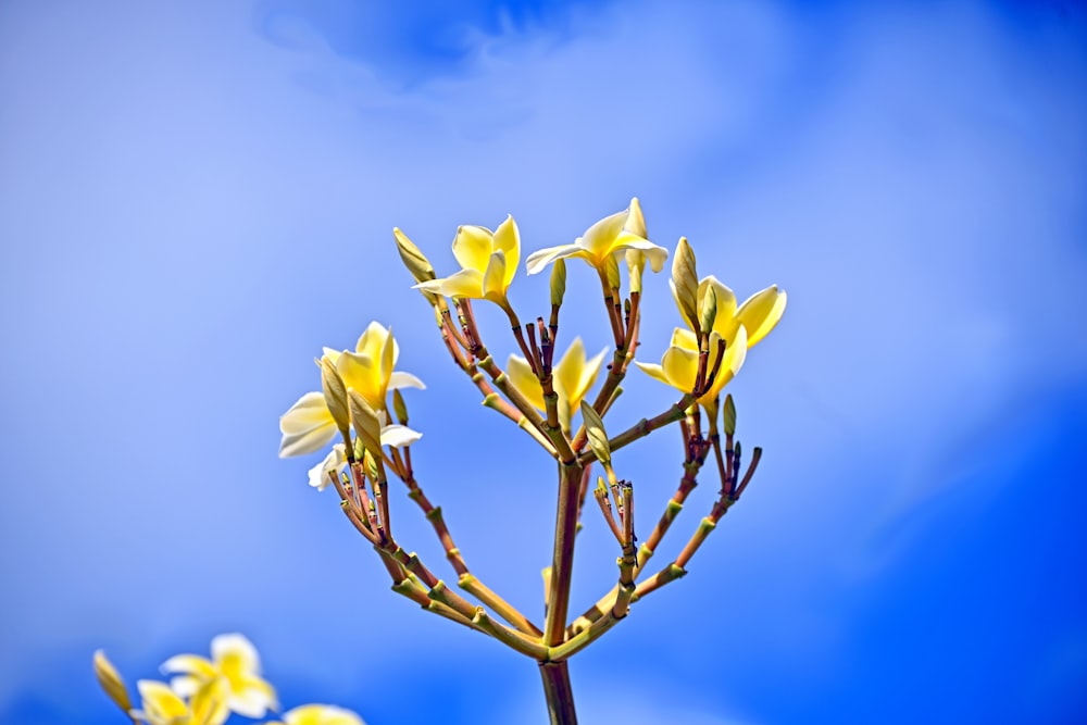 yellow flowers against a blue sky with clouds