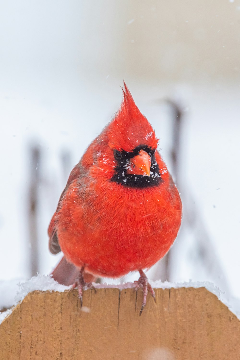 a red bird sitting on top of a wooden post