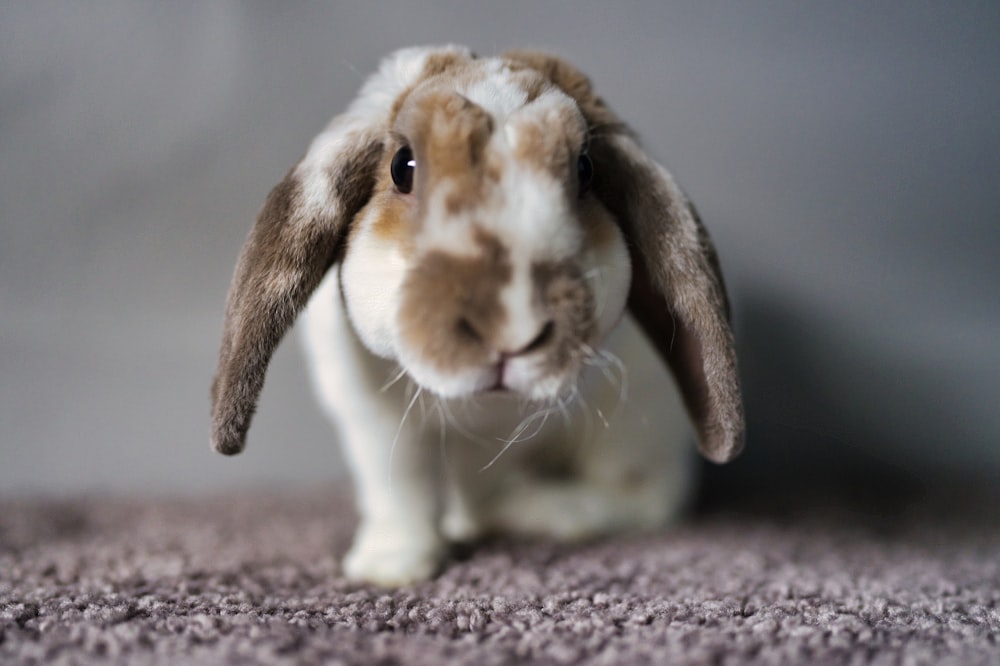 a brown and white rabbit sitting on top of a carpet