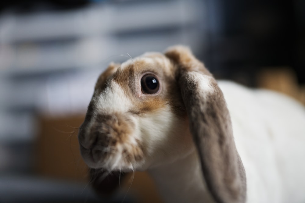 a close up of a rabbit with a blurry background