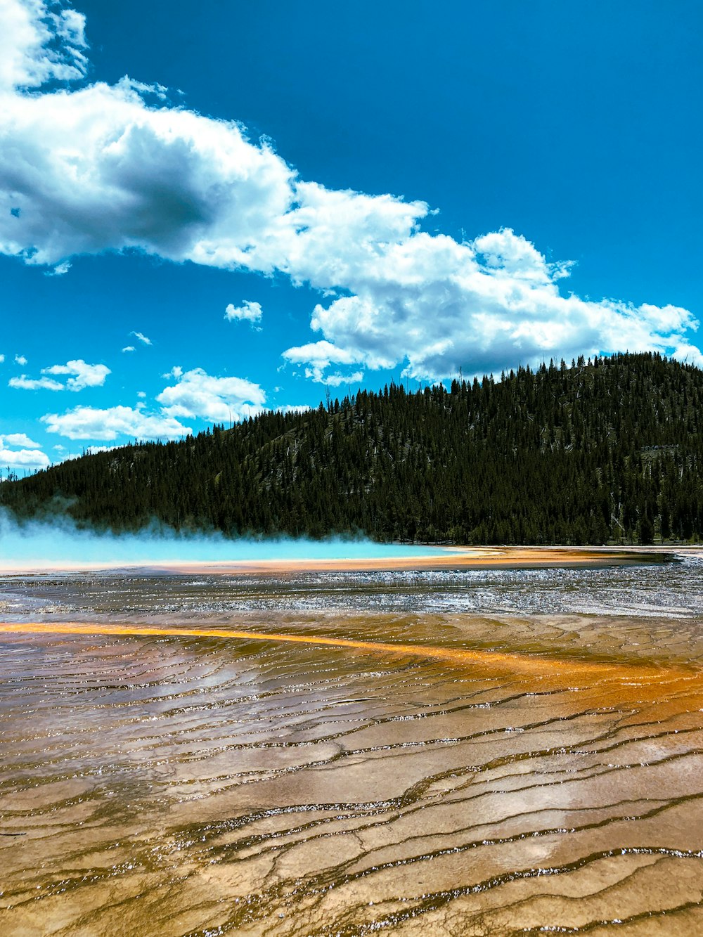 a large body of water surrounded by a forest