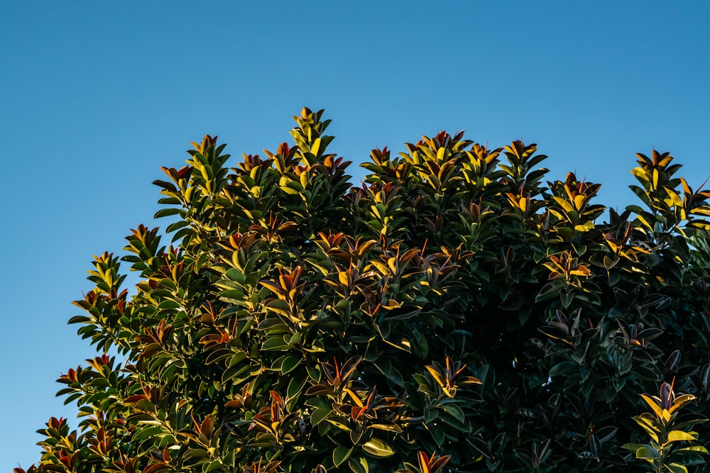 a tree with green leaves and a blue sky in the background