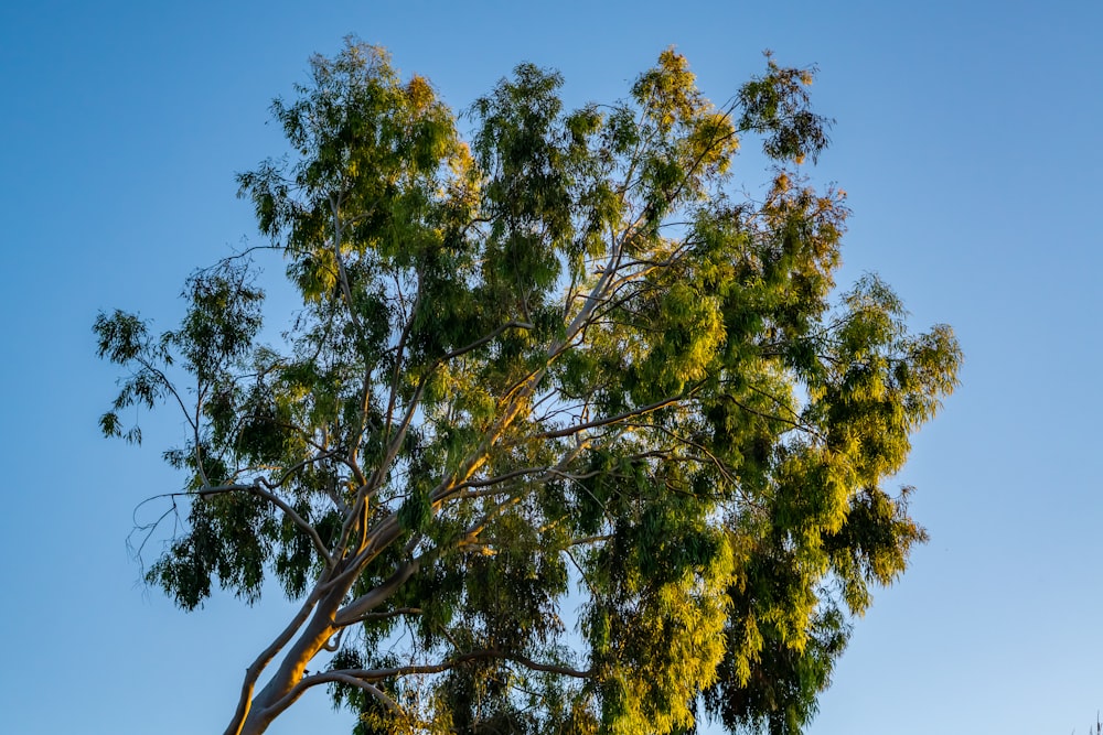 a tree with green leaves and a blue sky in the background