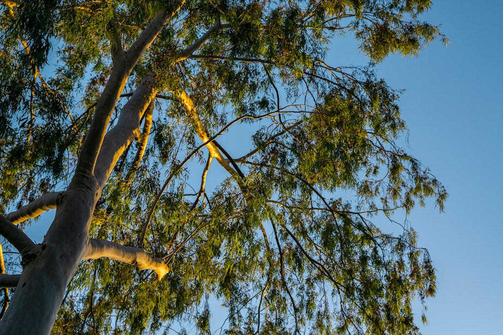 a tall tree with lots of green leaves