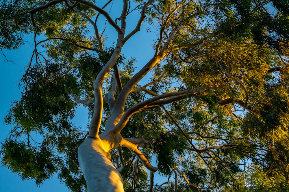 a tall tree with lots of green leaves