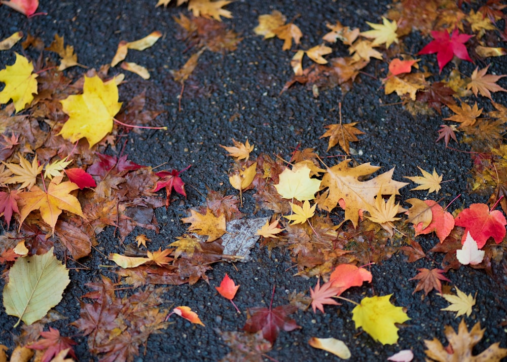 a bunch of leaves that are laying on the ground