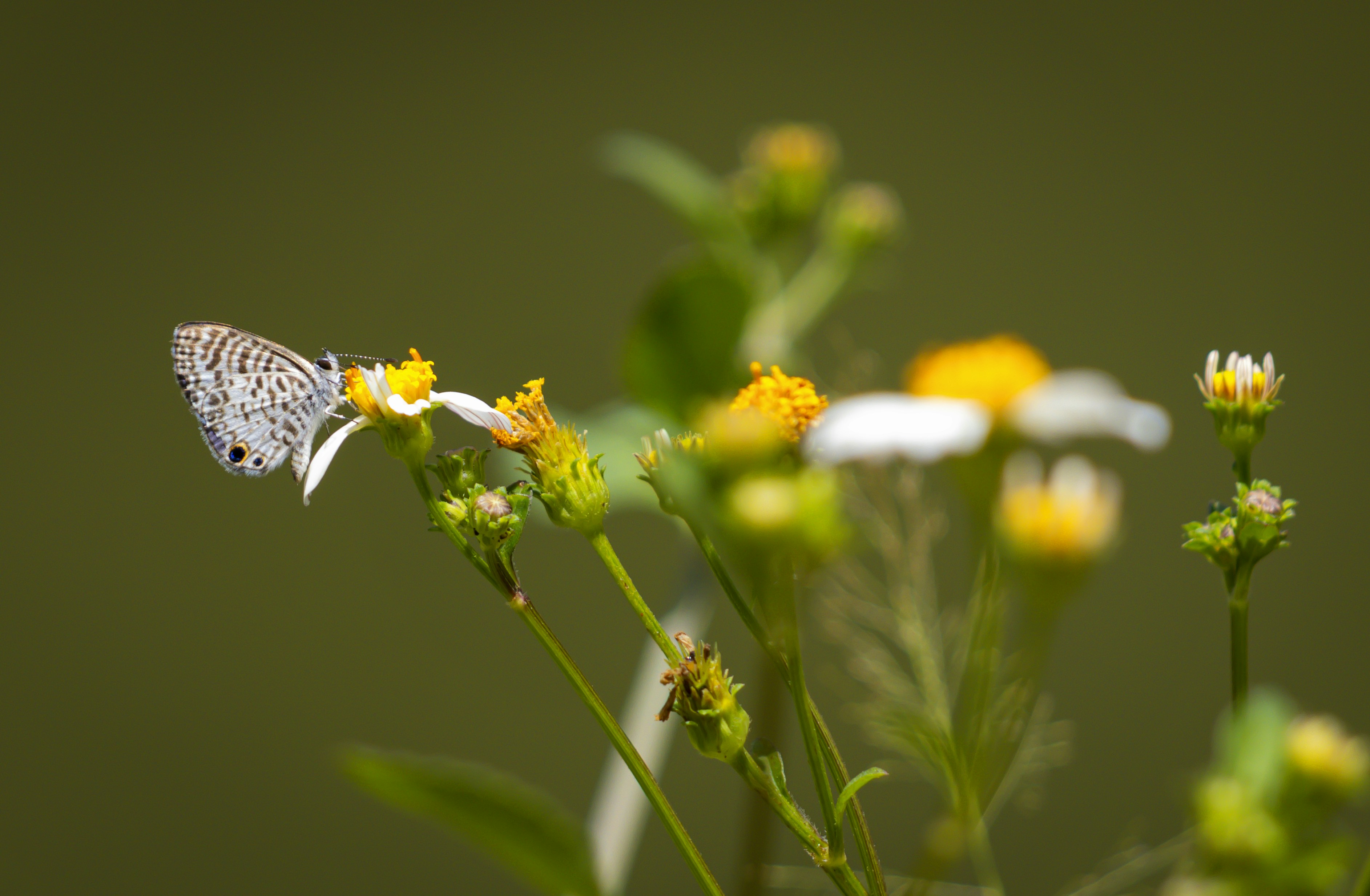 Photo by coroweb