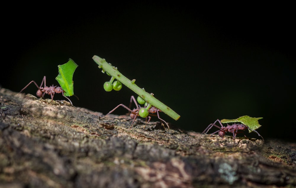 a group of ants crawling on a tree branch