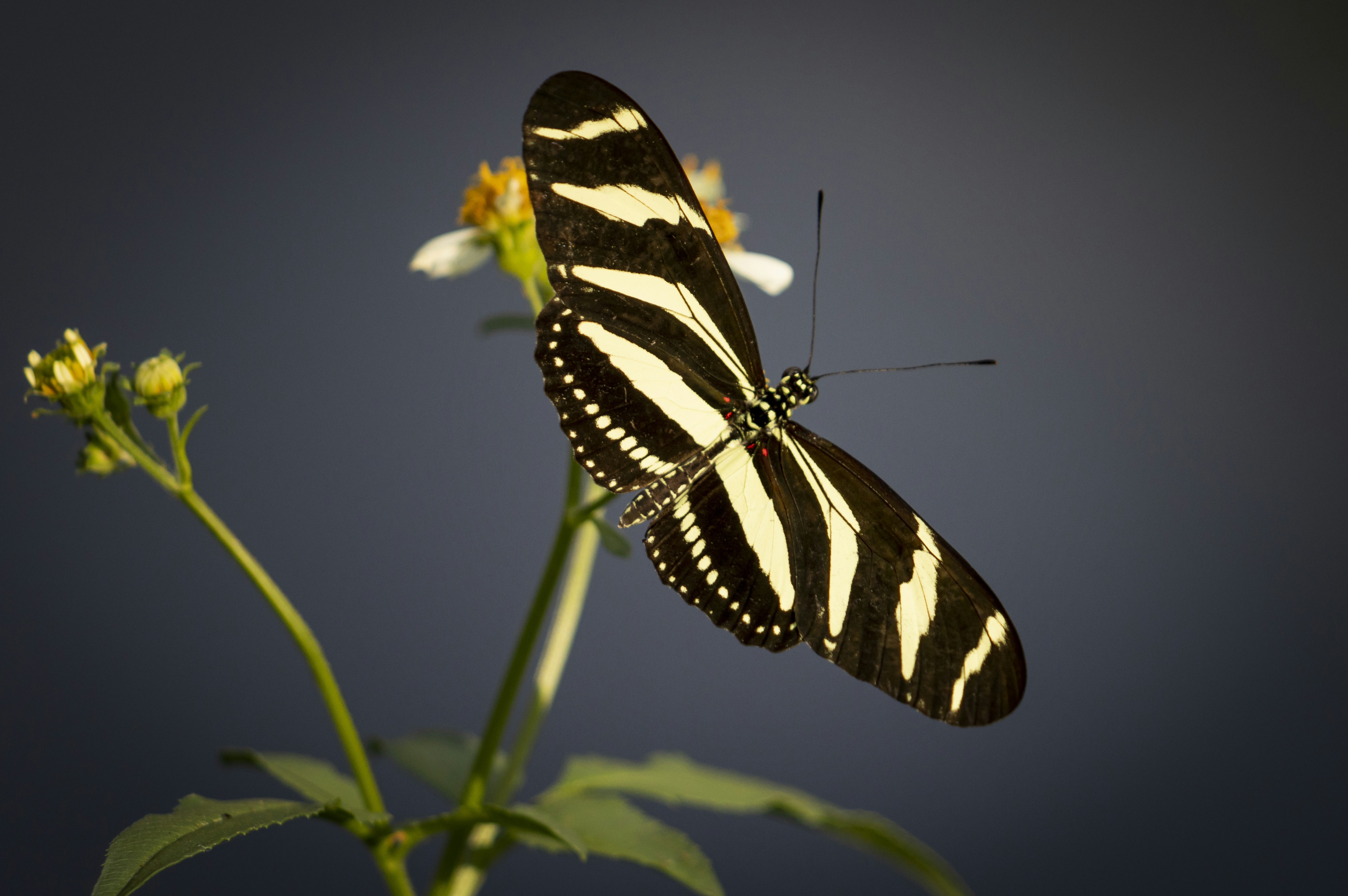 A black and white butterfly sitting on a flower photo – Free Butterfly ...