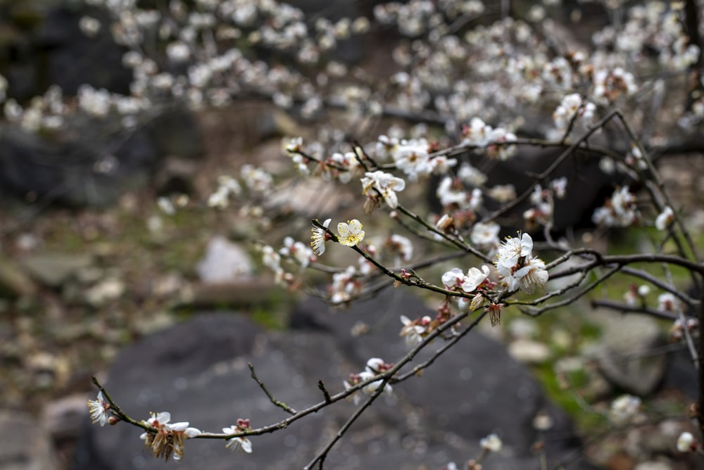 a branch of a tree with white flowers