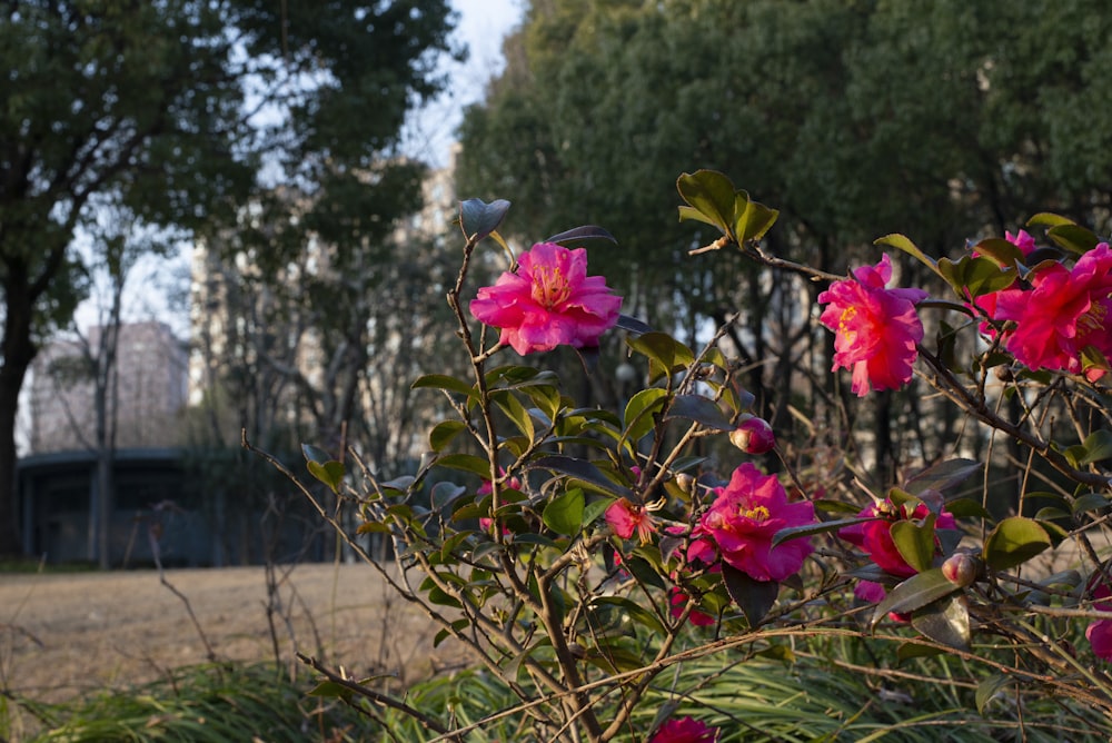 a bush with pink flowers in the middle of a park