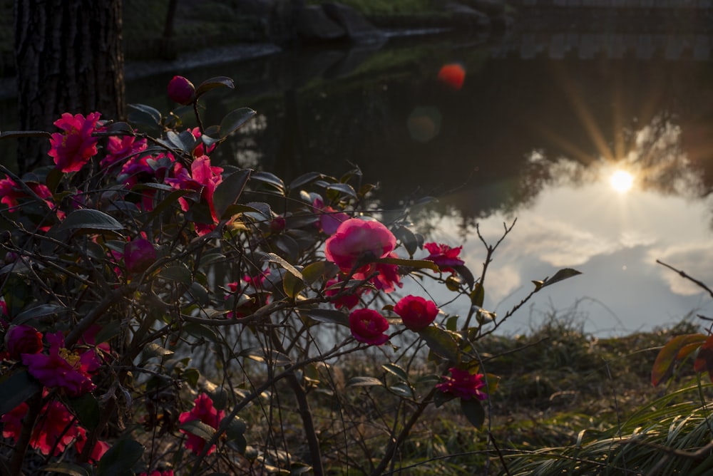 a bunch of flowers that are by a body of water