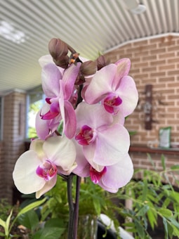 A cluster of delicate pink orchids with white accents is prominently displayed against a blurred background. The orchids are arranged elegantly on a slender stem, with some buds yet to bloom. The background includes a brick wall and various green plants, giving the setting a cozy, garden-like atmosphere.