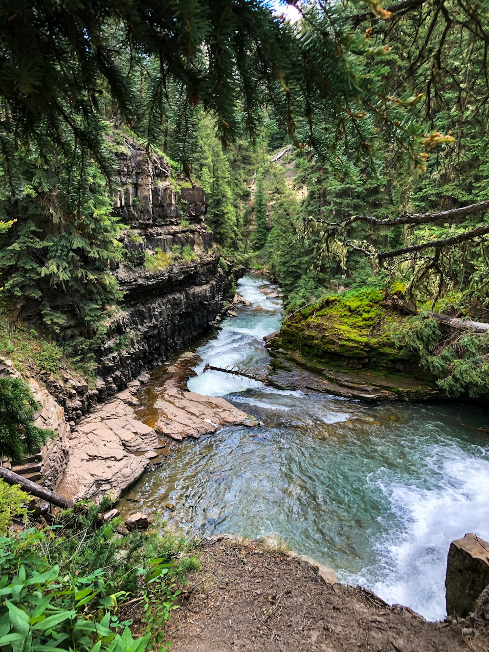 a river running through a lush green forest