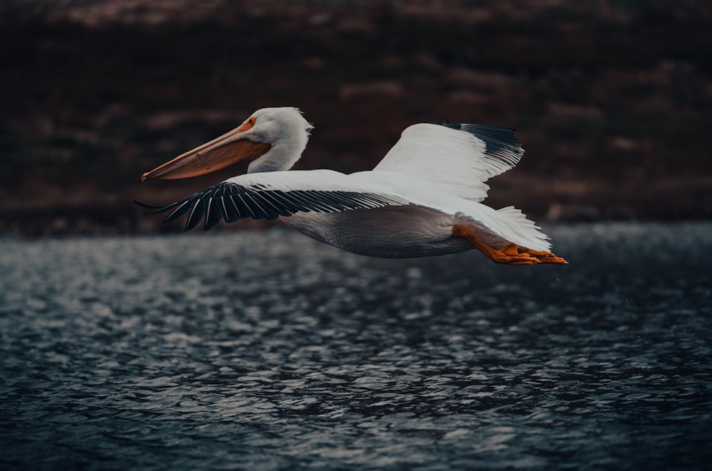 a pelican flying over a body of water