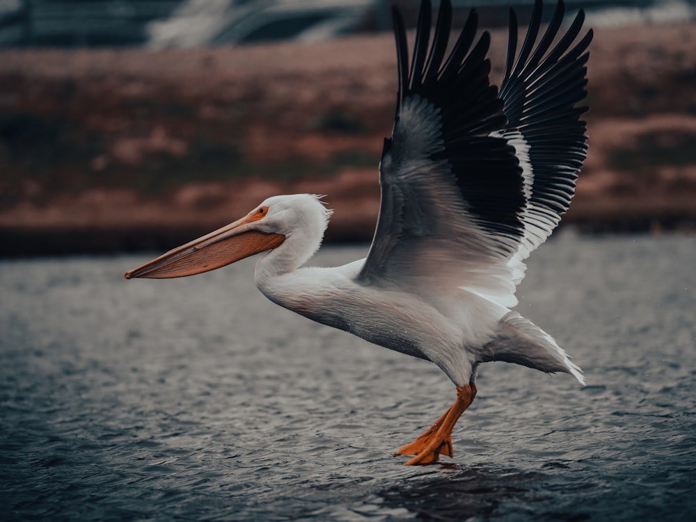 a large bird with a long beak standing in the water