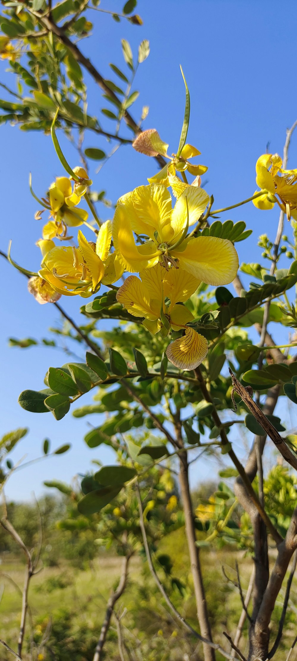 a yellow flower on a tree branch with a blue sky in the background