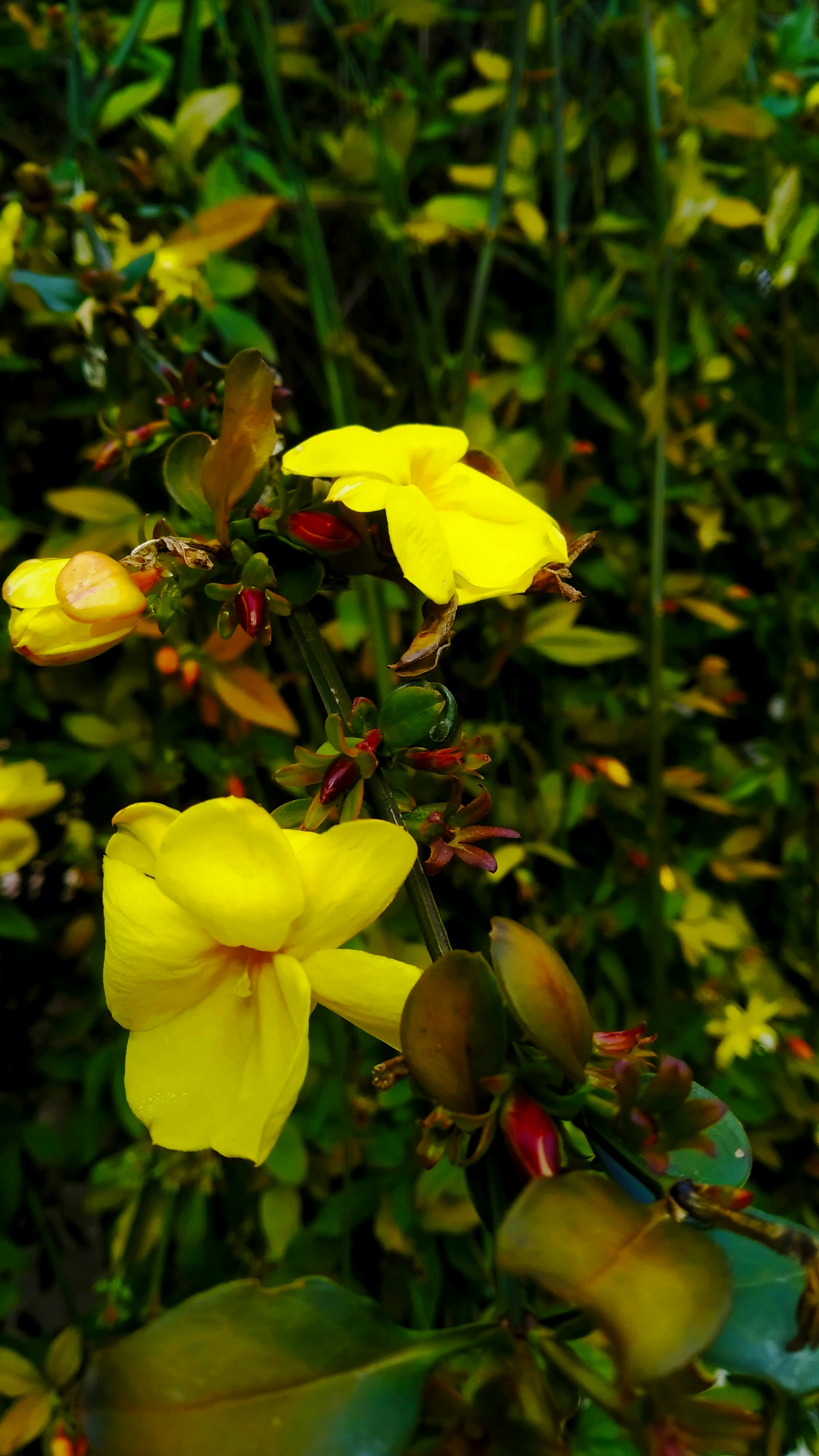 Photo by dendrophile